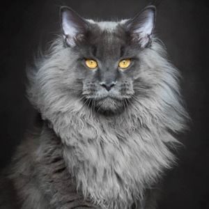 Meet your Posher, Patti